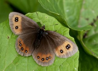 sko Gzelesmeri (Erebia aethiops)