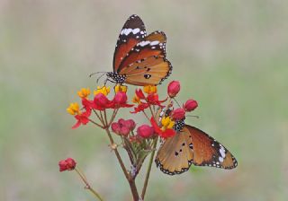 Sultan (Danaus chrysippus)
