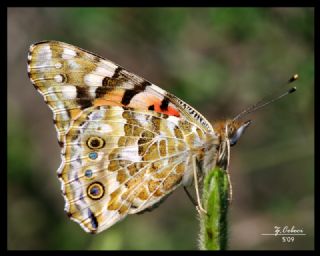 Diken Kelebei (Vanessa cardui)