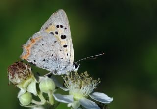 Benekli Bakr Gzeli (Lycaena phlaeas)