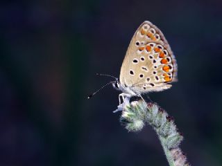 okgzl Mavi (Polyommatus icarus)
