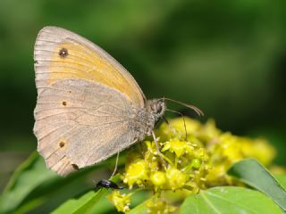 �ay�r Esmeri&nbsp;(Maniola&nbsp;jurtina)