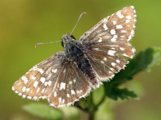 Ege Zpzp (Pyrgus melotis)