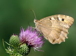 Cad (Chazara briseis)
