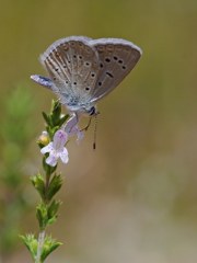 okgzl Kk Turan Mavisi (Polyommatus cornelius)