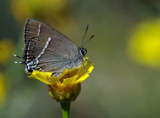 Gzel Sevbeni (Satyrium spini)