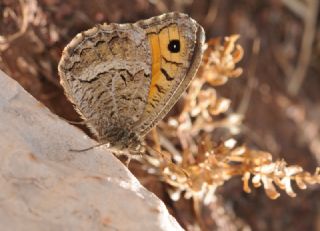 Seyit (Arethusana arethusa)