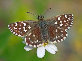 Ege Zpzp (Pyrgus melotis)