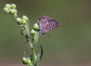 Mavi Zebra (Leptotes pirithous)