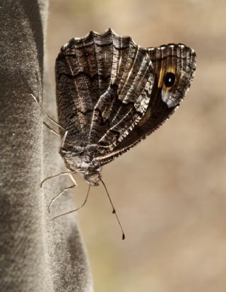 Byk Karamelek (Hipparchia syriaca)