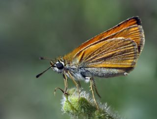 Sar Antenli Zpzp (Thymelicus sylvestris)