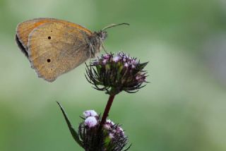 �ay�r Esmeri&nbsp;(Maniola&nbsp;jurtina)