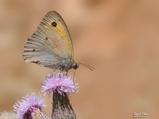 ayr Esmeri (Maniola jurtina)