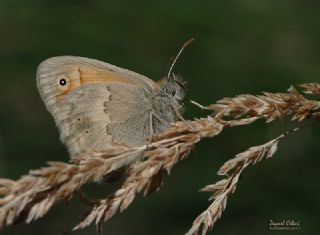 K���k Z�pz�p Perisi&nbsp;(Coenonympha&nbsp;pamphilus)