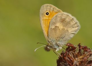 Kk Zpzp Perisi (Coenonympha pamphilus)