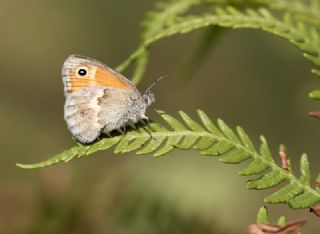 Kk Zpzp Perisi (Coenonympha pamphilus)