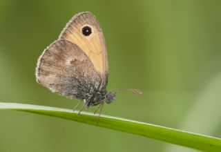 Kk Zpzp Perisi (Coenonympha pamphilus)