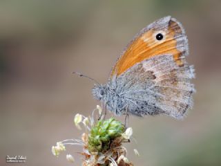 Kk Zpzp Perisi (Coenonympha pamphilus)