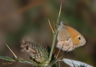 Kk Zpzp Perisi (Coenonympha pamphilus)