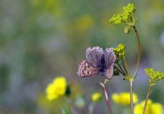 sli Bakr Gzeli (Lycaena tityrus)