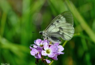 Dumanl Apollo (Parnassius mnemosyne)