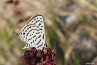 Balkan Kaplan (Tarucus balkanicus)