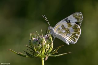 Yeni Beneklimelek (Pontia edusa)