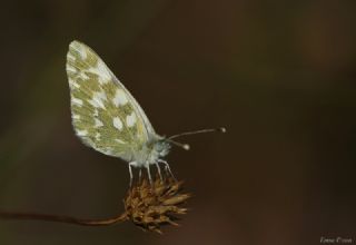 Yeni Beneklimelek (Pontia edusa)