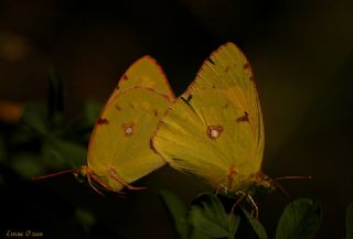 Sar Azamet (Colias croceus)