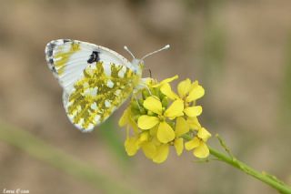 Da Oykls (Euchloe ausonia)