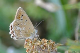 okgzl Dafnis (Polyommatus daphnis)