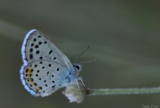 Himalaya Mavisi (Pseudophilotes vicrama)