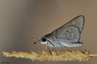 Cce Zpzp (Gegenes pumilio)