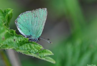 Zmrt (Callophrys rubi)