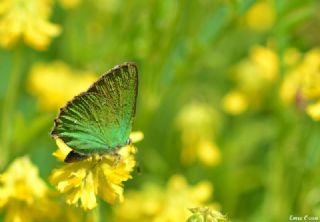 Zmrt (Callophrys rubi)