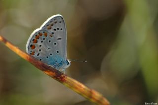 okgzl Meneke Mavisi (Polyommatus thersites)
