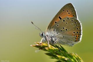 Ate Bakr Gzeli (Lycaena candens)