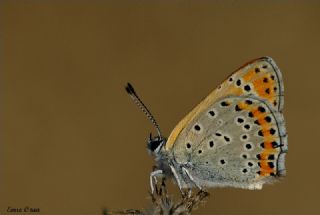 Kk Ate Gzeli (Lycaena thersamon)