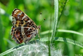 Isrgan Kelebei (Araschnia levana)