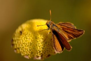 Sar Lekeli Zpzp (Thymelicus acteon)