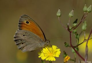 Byk Esmer (Maniola megala)