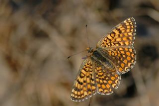 Benekli Byk parhan (Melitaea phoebe)