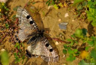 Yalanc Apollo (Archon apollinus)