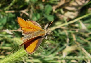 Sar Antenli Zpzp (Thymelicus sylvestris)