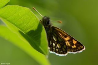 Sar Benekli Zpzp (Carterocephalus palaemon)