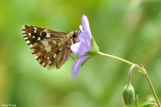 Ege Zpzp (Pyrgus melotis)