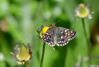 Ege Zpzp (Pyrgus melotis)