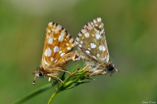 Kzl Zpzp (Spialia orbifer)