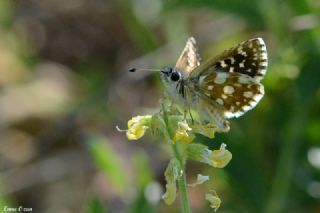 Kzl Zpzp (Spialia orbifer)