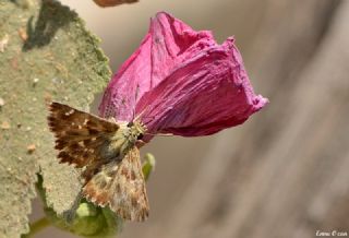 Hatmi Zpzp (Carcharodus alceae)